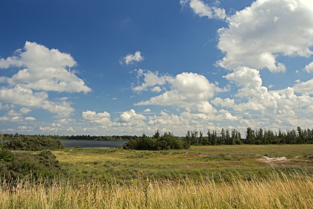 slikken van de heen natuurgebied natuur hdr Konikspaarden Uitkijktoren schotse hooglanders natuurmonumenten wisenten